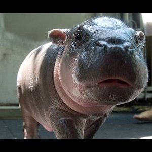 Meet your Posher, Ali